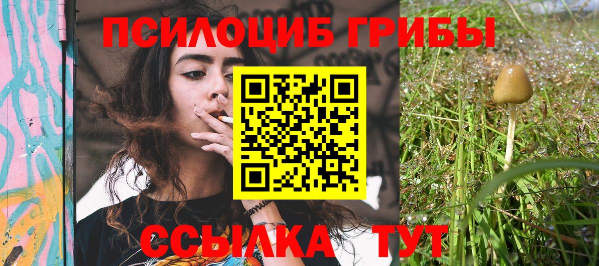 Галлюциногенные грибы Psilocybe  Вход с VPN  Топки 